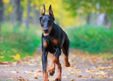 杜宾犬好训练吗？世上无难事只怕有心人