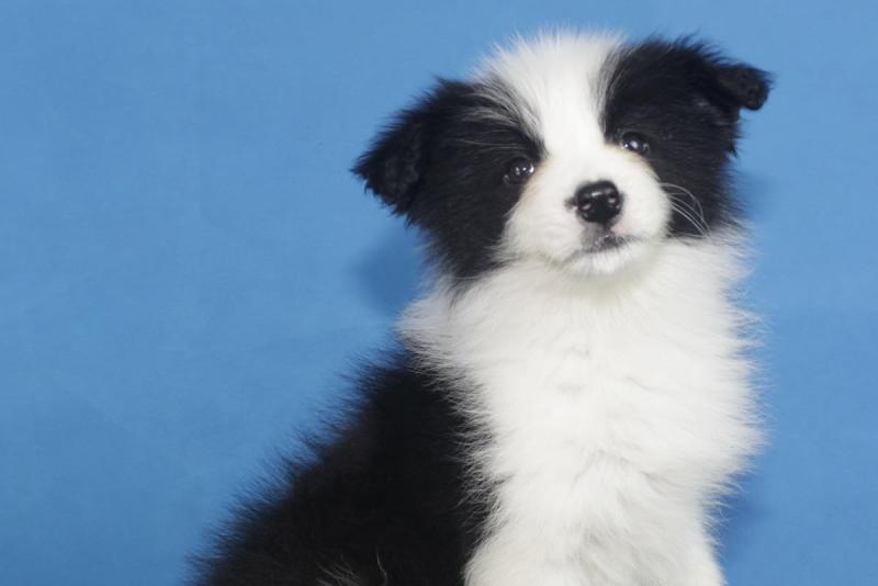 边境牧羊犬能干什么?智商高不一定就能干