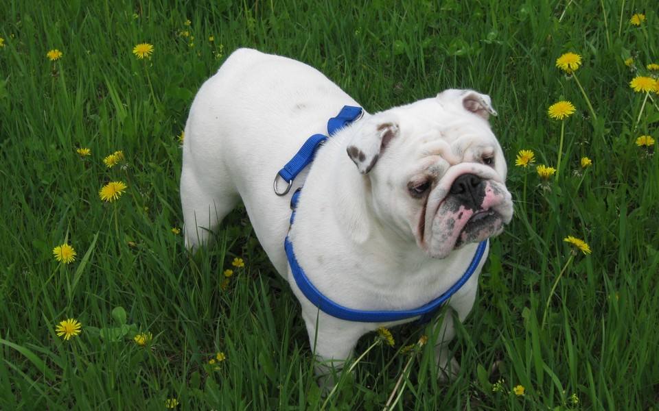 斗牛犬吃什么,七种食物不重样