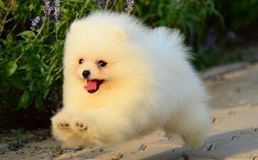 博美犬怎么训练?掌握好这些就容易多了