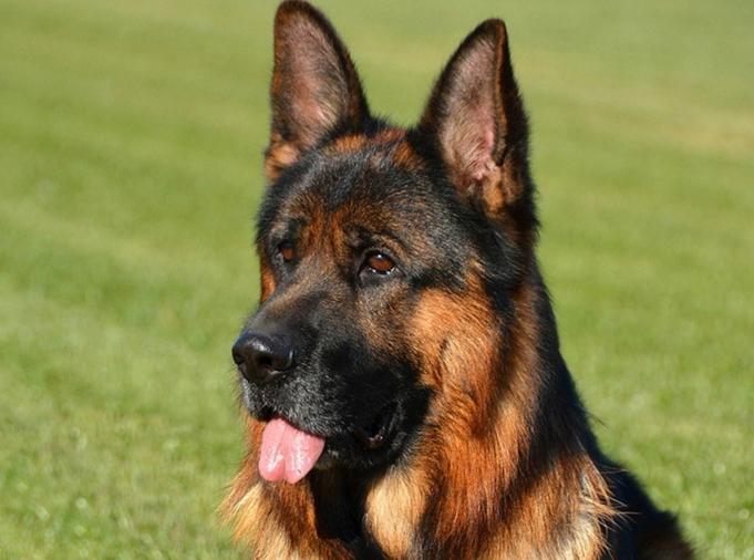 怎么训练德国牧羊犬?训练小技巧分享
