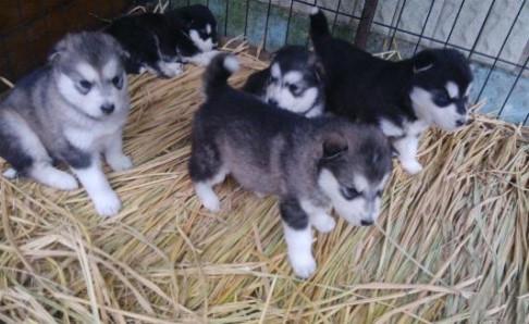 阿拉斯加幼犬晚上叫,大多数是没有安全感