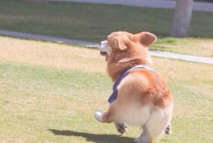 柯基犬为什么很少有人养?原因很现实也很实在