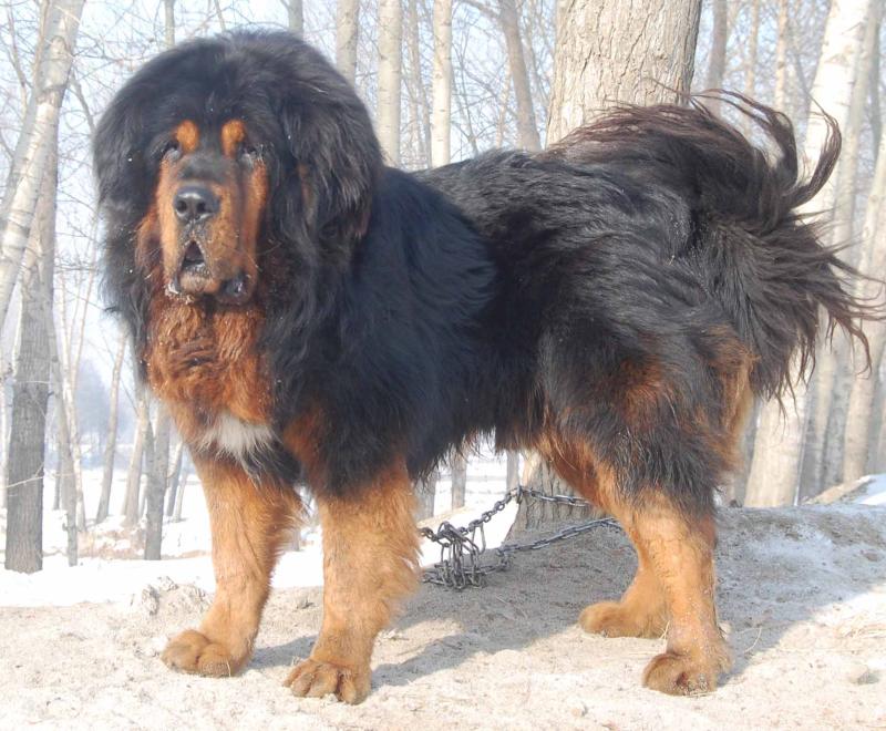 藏獒吃什么狗粮好?听听藏民们如何说的