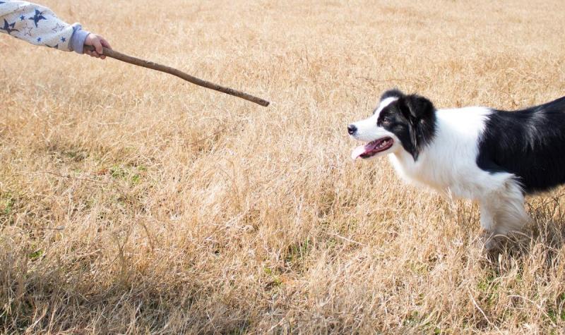 萨摩耶和边境牧羊犬哪个好?从各个方面来比较一下