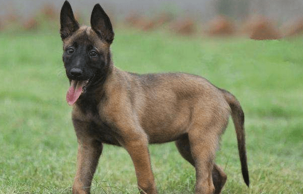 马犬不吃东西怎么办?观察分析几天找到原因