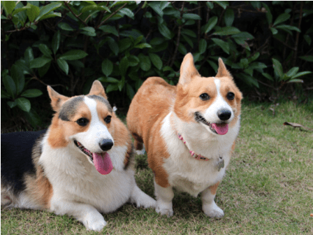柯基犬在哪里买?擦亮眼睛看清楚咯
