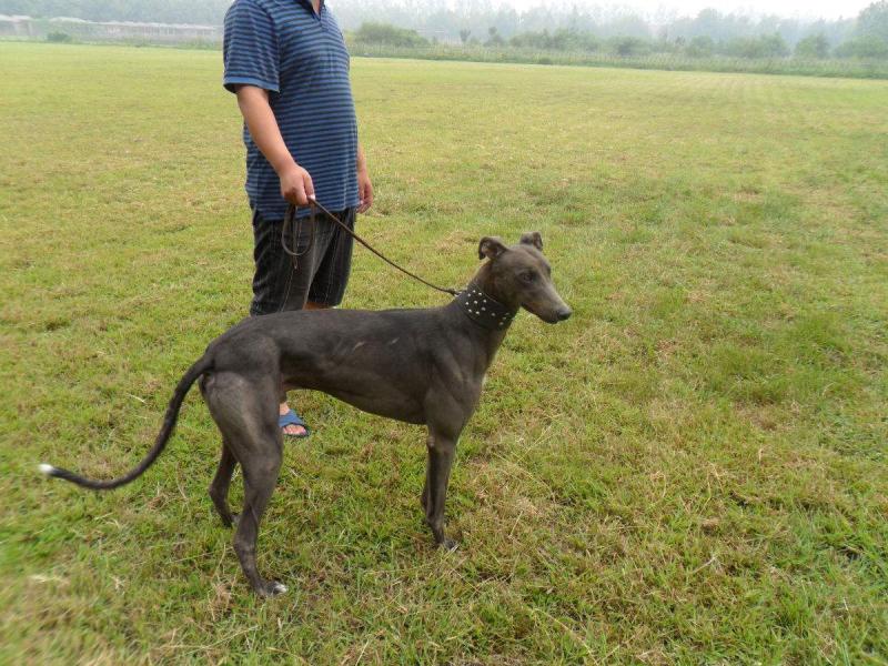 格力犬如何训练？看看这些办法怎么样