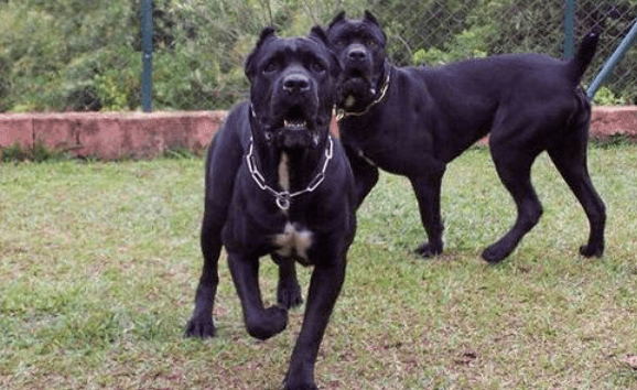 卡斯罗几个月认主人,大约是从这个时候开始的