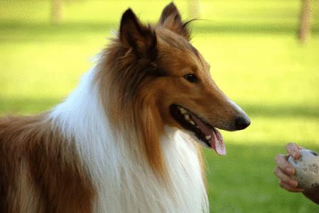 如何训练牧羊犬?  训练适当见成效