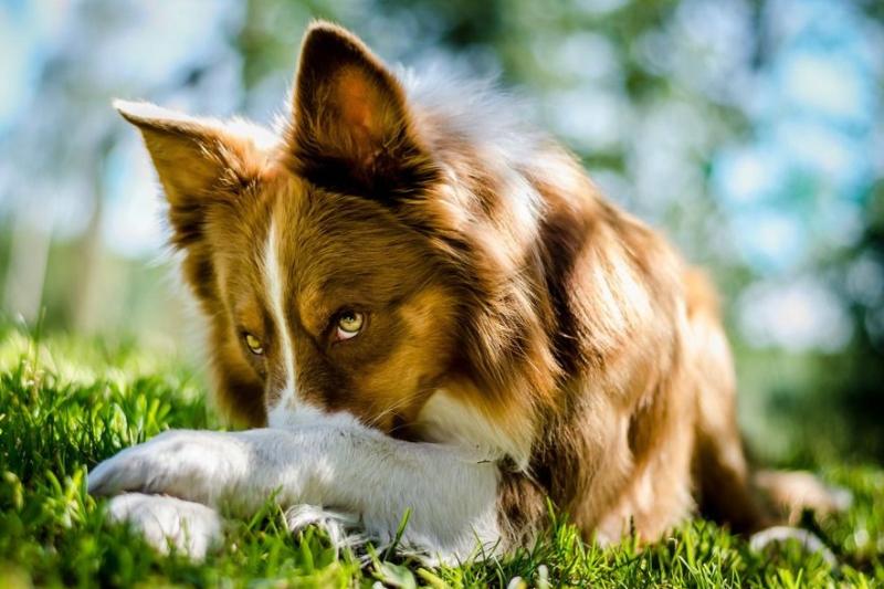 怎么判别边境牧羊犬,这几点标准要记住了