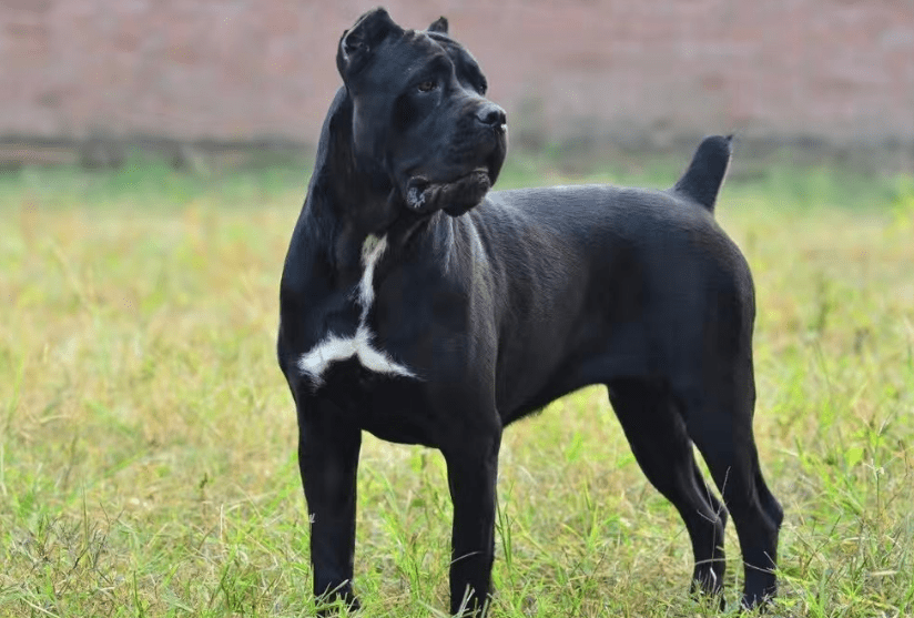 卡斯罗与马犬体型谁大,这些区别你还不知道?