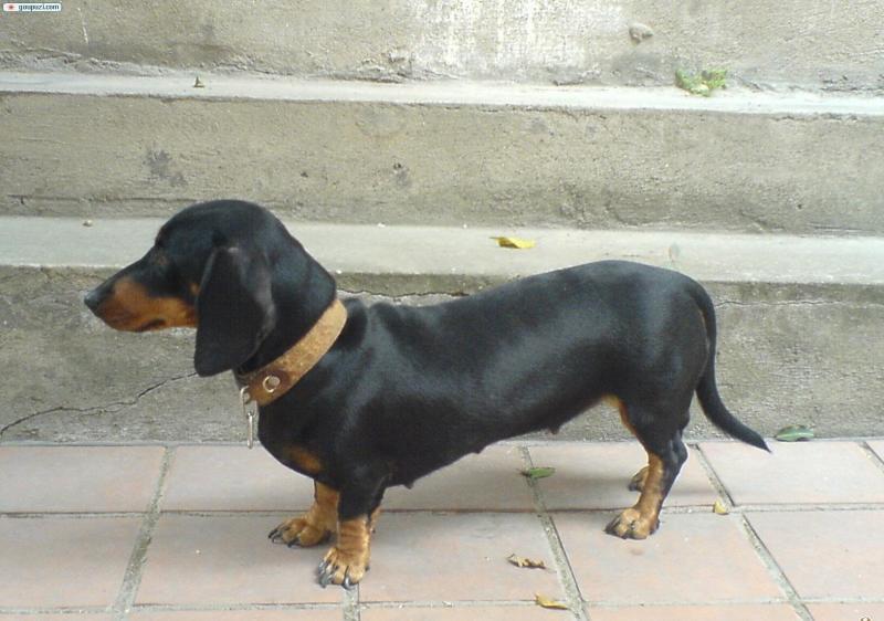 什么人适合养腊肠犬?这类人就非常适合