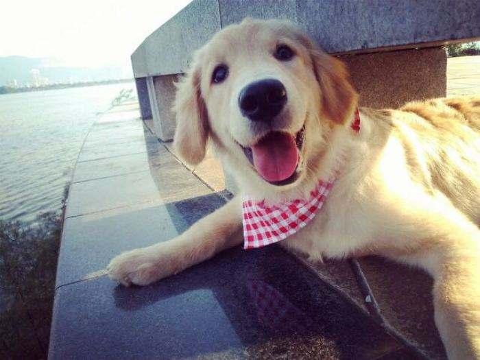 金毛犬喂什么狗粮?以这个条件去挑选准没错