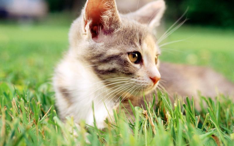猫发情的表现,这些请注意观察