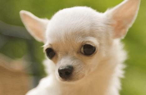 怎么训练吉娃娃,宠主速成方法在这里