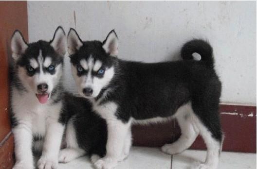 狗狗脱毛严重怎么办?找准原因及时送医