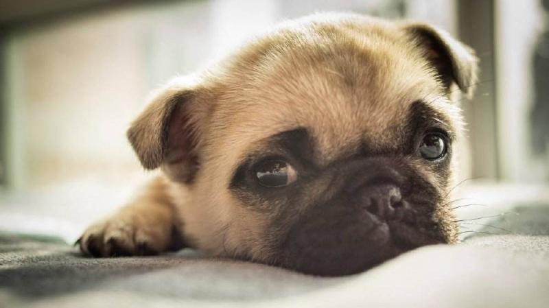 巴哥犬爱叫吗?来看看经验之谈