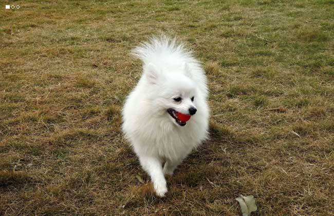 博美犬不能吃什么，这几点一定要注意