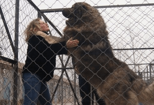 高加索犬认几个主人?和藏獒一个样
