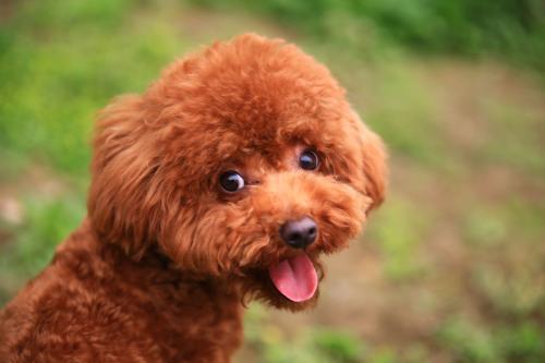 泰迪智商相当于几岁？可别小瞧了它