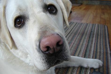 贵宾犬鼻子变色怎么回事？仔细些排查原因