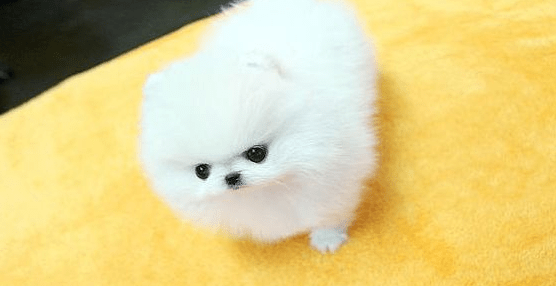 博美减肥吃什么好?可以采取这些方法来