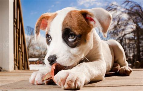 比特犬的训练方法,这些常识要记住