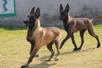 马犬和德牧的区别，别再傻傻分不清