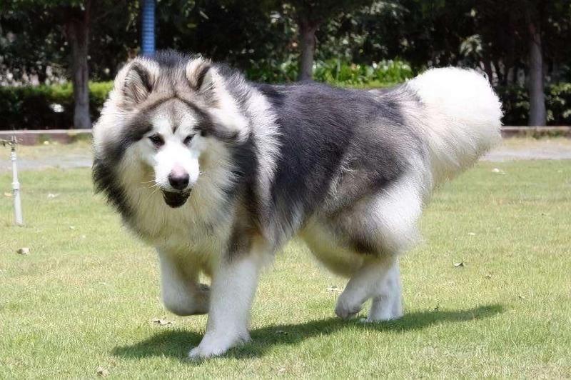 阿拉斯加幼犬喂养指南,关注好这几点就够了