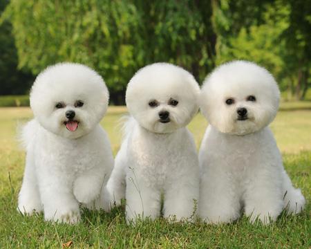 宠物名字大全，原来名字还可以这样起