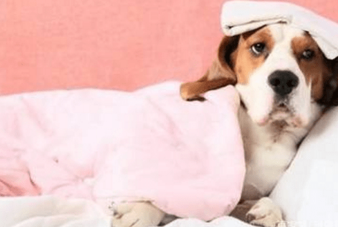 狗得了皮肤病怎么办，教你省钱又简单的方法