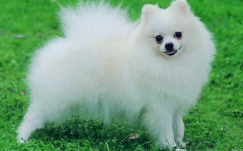 博美犬的外貌特征有哪些?这些是很明显的几点