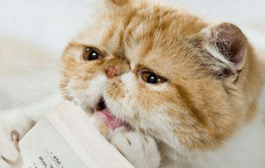 猫咪死了怎么处理,最恰当的做法就应该这样