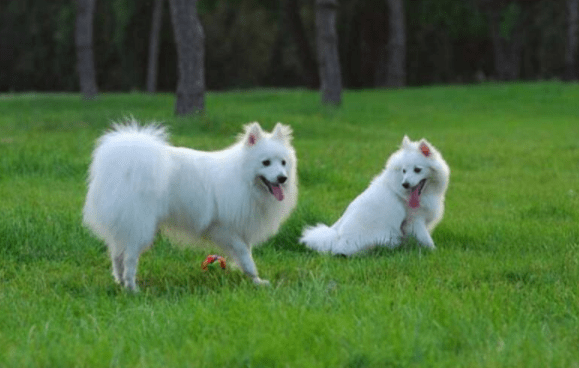 银狐犬吃什么?这些食物都是上上之选