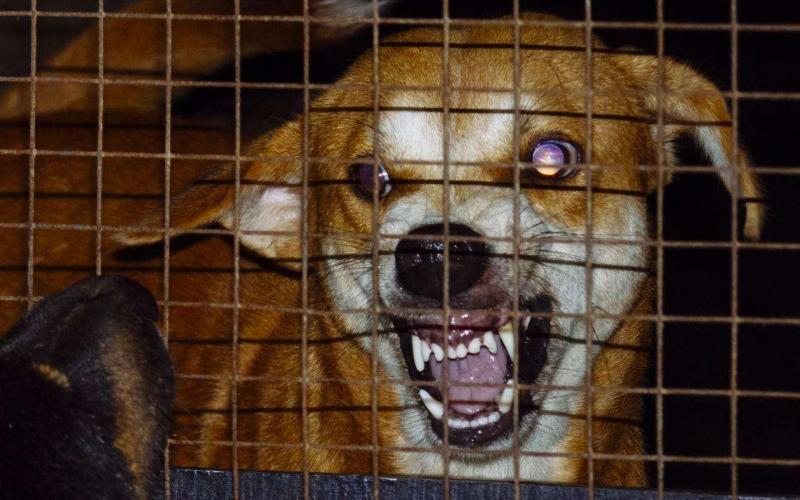 狂犬病早期症状,记住了这很重要