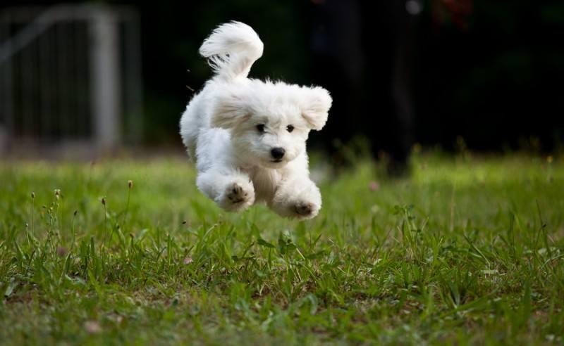 狂犬病能治好吗?几乎没可能