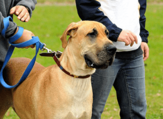 狗狗胆子小怎么治?通过这些方面来改善