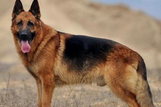 德国牧羊犬战斗力如何,还是跟训练有关
