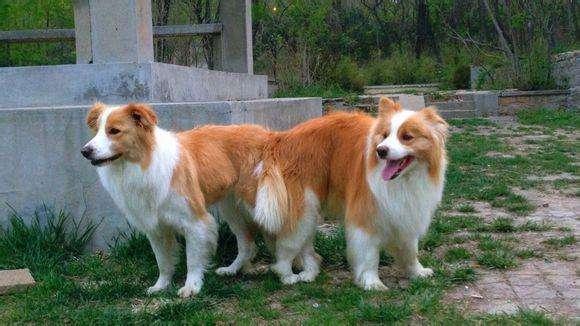 边境牧羊犬掉毛厉害吗?对于爱它的都不是事