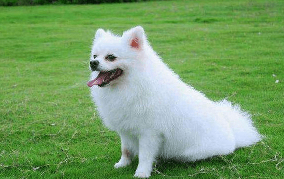 博美好还是萨摩耶好?把优缺点都对比一下