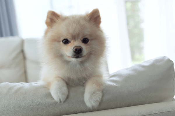 博美拉稀带血怎么办？找准原因再对症治疗