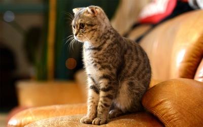 猫咪摇尾巴是什么意思?那是一个内心的风向标啊