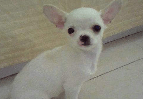 吉娃娃掉毛吗，对症下药才是王道