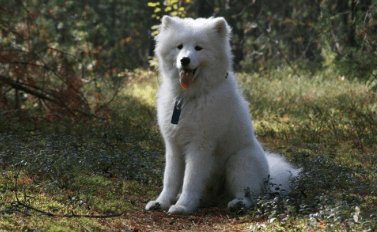 萨摩耶犬吃什么,来了解一下它的饮食