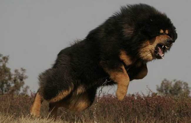 保护主人意识最强的狗有哪些呢,真的会拿命保护主人?