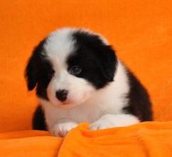 牧羊犬怎么牧羊？七分天注定，三分靠努力