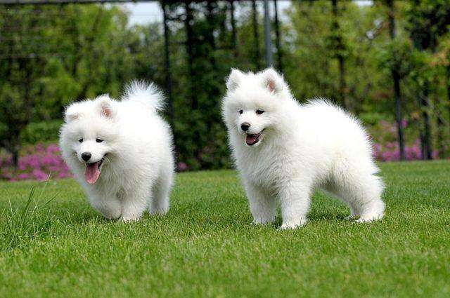 萨摩耶吃什么狗粮好 宠物专家教你正确选择