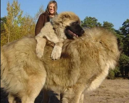 高加索犬怎么训练?对于大型犬要这样来训