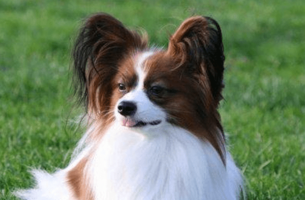 蝴蝶犬怎么训练,这几种办法要学会